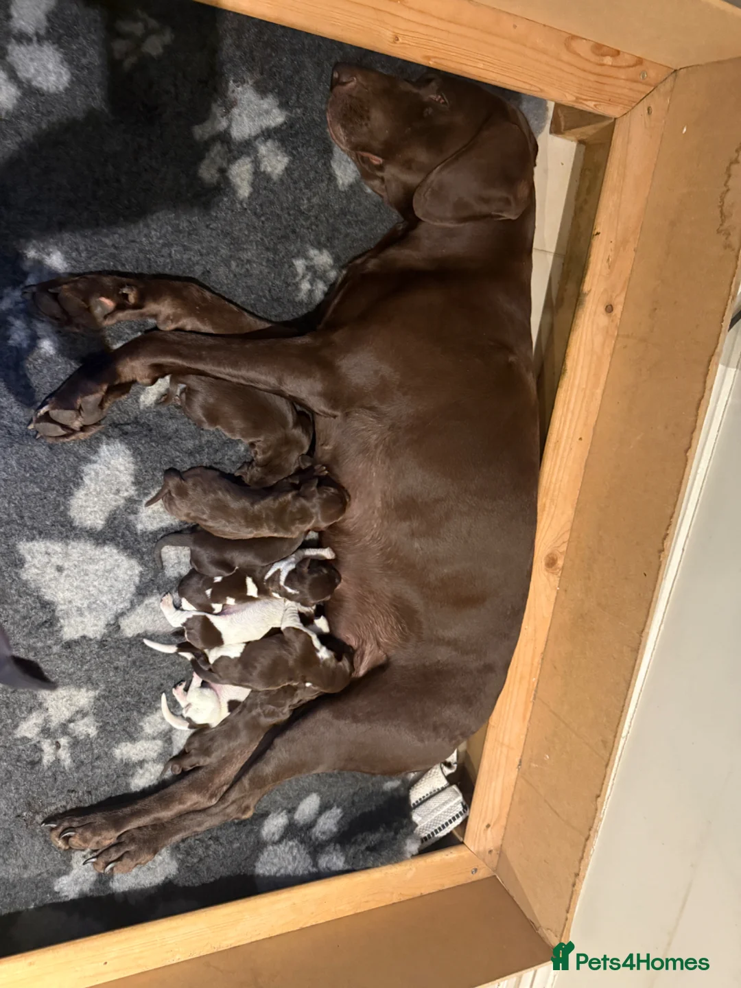 German Shorthaired Pointer dogs for sale: Litter of nine family raised GSPs  in Hinton Saint George - Advert 3