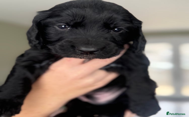Cocker Spaniel dogs - Advert 3