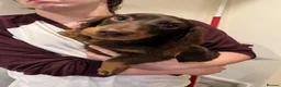 Miniature Dachshund dogs for sale: kc mini dachshund pups READY NOW - Advert 4