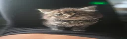 Mixed Breed cats for sale: 4 fluffy,cuddly, family kittens ❤️ - Advert 11