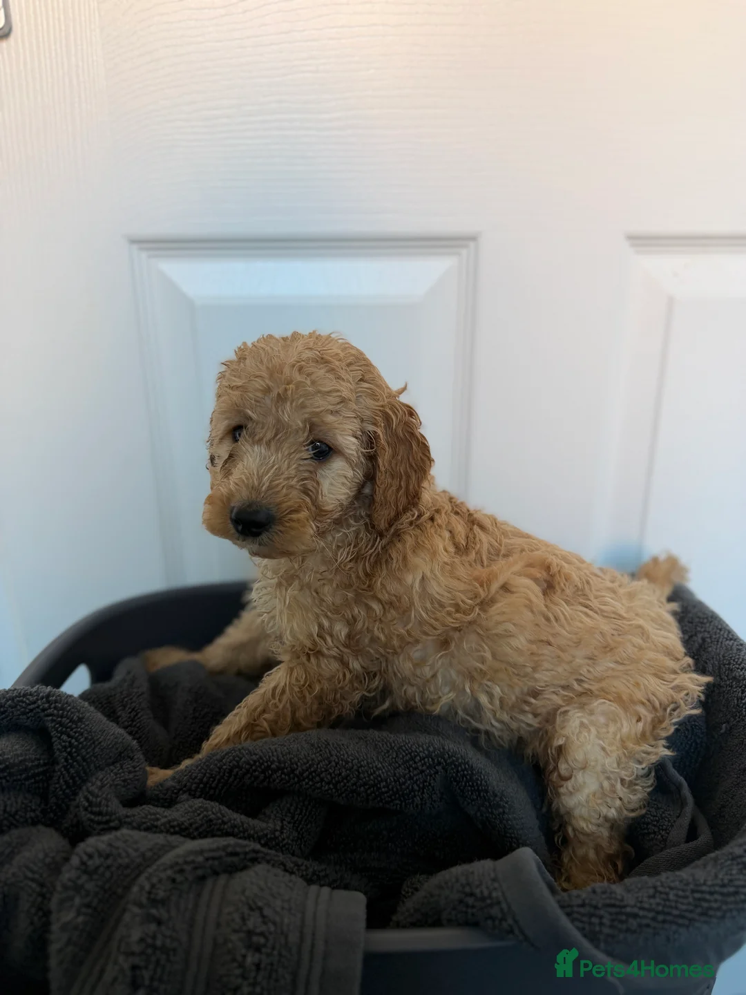 Cockapoo dogs for sale: Cockapoo puppies  - Advert 10