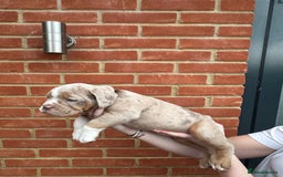 Olde English Bulldogge dogs for sale: OLDE ENGLISH BULLDOGGE PUPPIES in Epping - Image 5