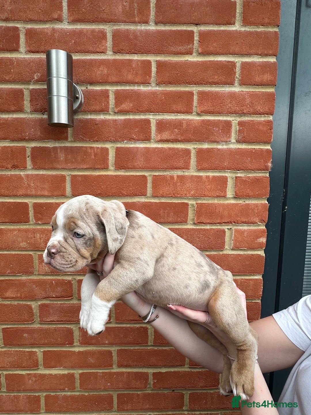 Olde English Bulldogge dogs for sale: OLDE ENGLISH BULLDOGGE PUPPIES in Epping - Image 5