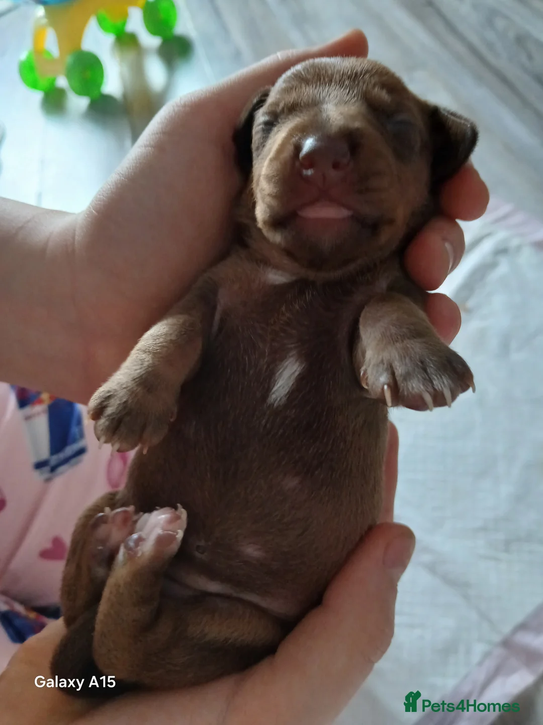 Miniature Dachshund dogs for sale: Miniature dachshunds  - Advert 4