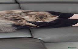 Persian cats for sale: (Sold)Cuddley Ultra Face Tabby  - Image 6