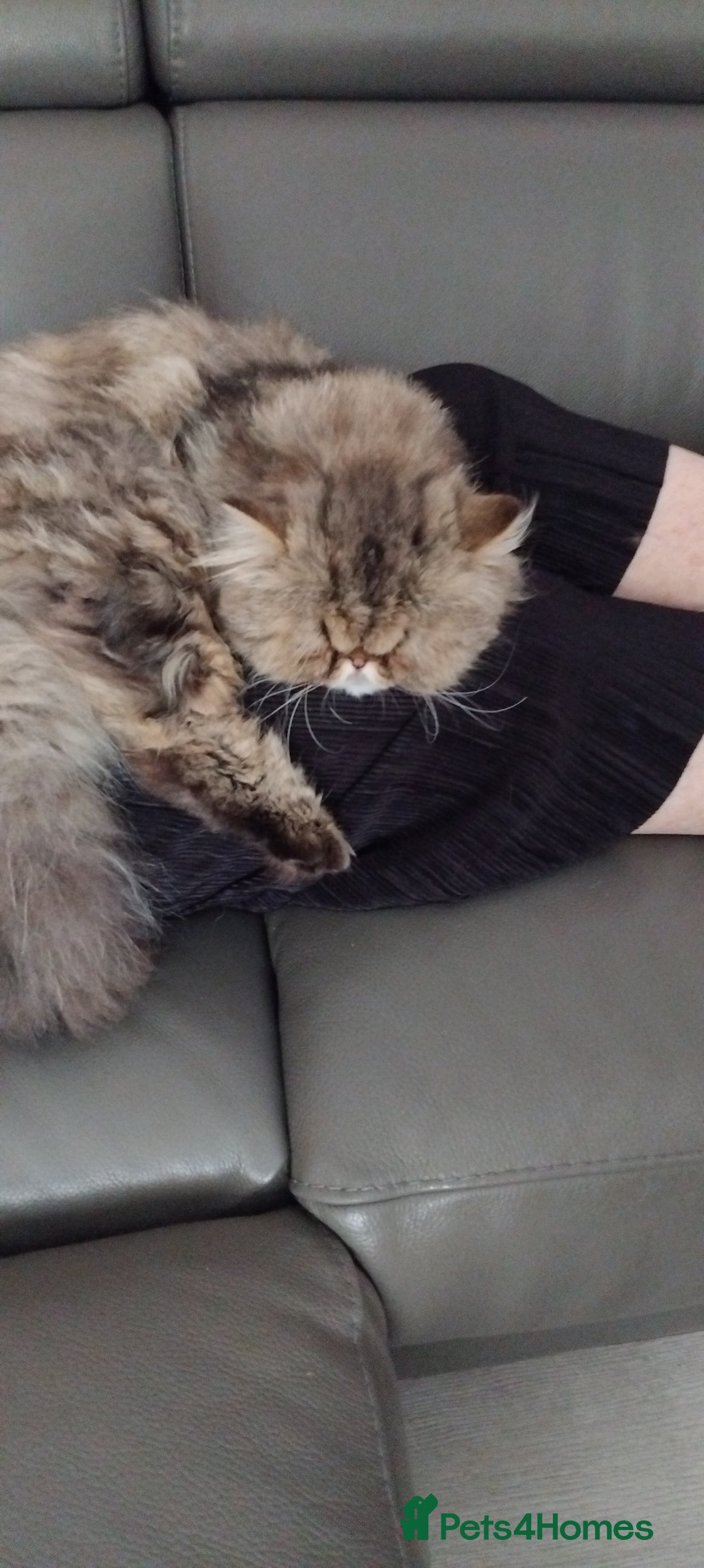 Persian cats for sale: (Sold)Cuddley Ultra Face Tabby  - Image 6