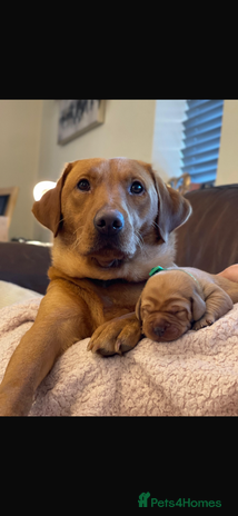 Labrador Retriever dogs - Advert 2