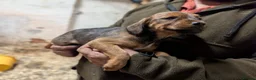 Mixed Breed dogs for sale: 4 beautiful springer x Lakeland puppies  - Advert 18