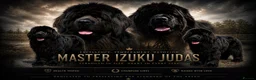 Newfoundland dogs for stud: Newfoundland stud - Advert 1