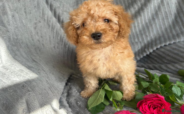 Miniature Poodle dogs - Advert 1
