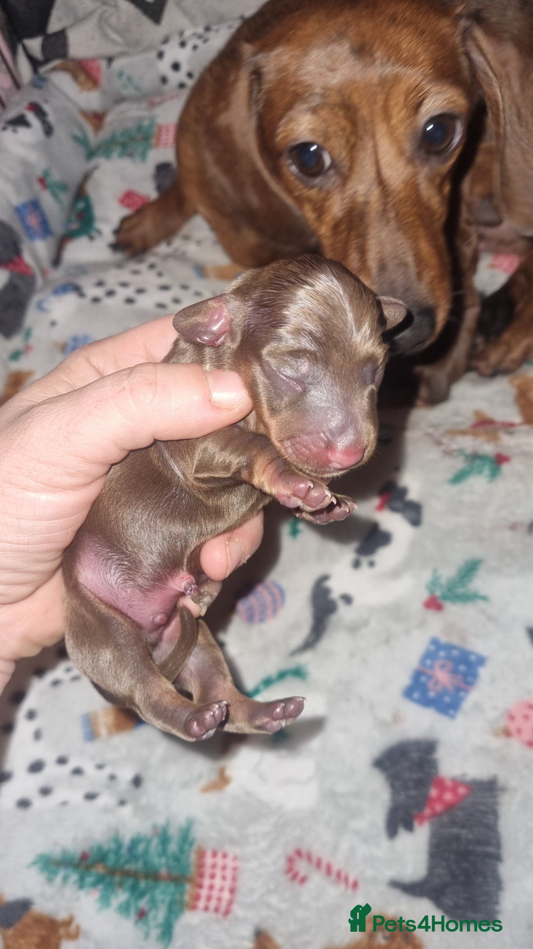 Miniature Dachshund dogs for sale: Beautiful Minature kinachen dachshunds  - Advert 5