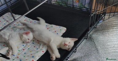 Mixed Breed cats - Advert 6
