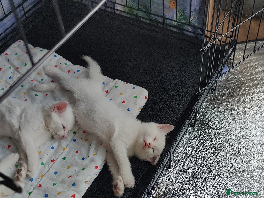 Mixed Breed cats for sale: Purr-fect White Kittens - Image 3
