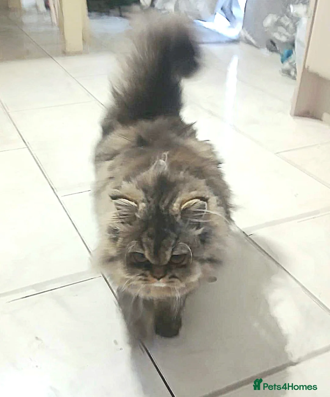 Persian cats for sale: Beautiful Persian girl - Advert 3