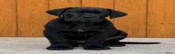 Cane Corso dogs for sale: Ready to collect Exceptional Cane Corso puppies   - Advert 2