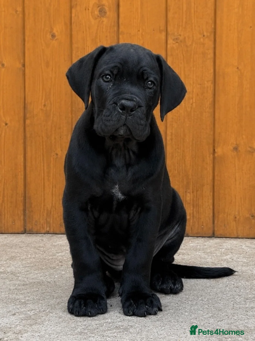 Cane Corso dogs for sale: Ready to collect Exceptional Cane Corso puppies   - Advert 2