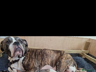 Mixed Breed dogs - Advert 1