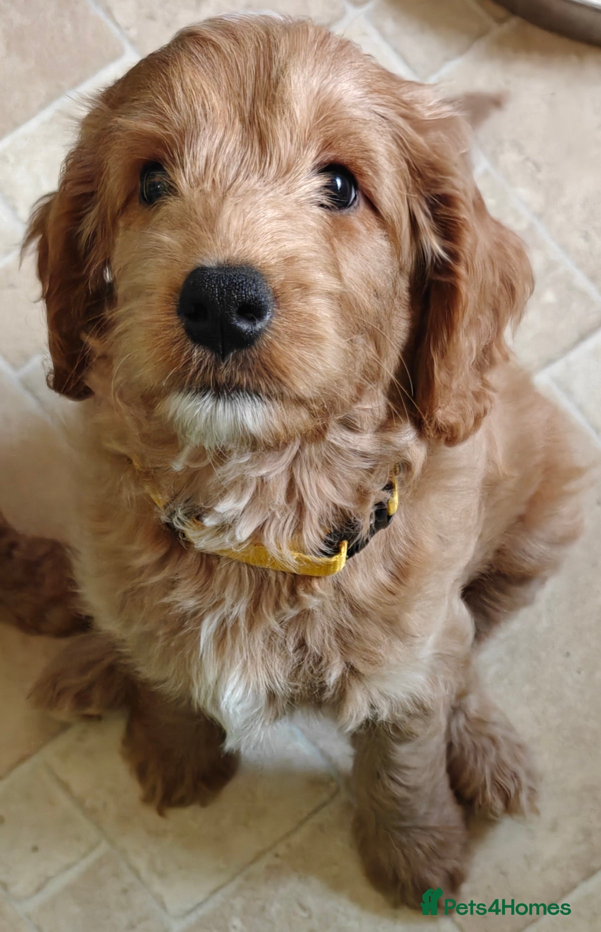 Cockapoo dogs Gorgeous F1B Cockapoo Puppies Ready Now  - Advert 1