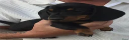 Miniature Dachshund dogs for sale: Beautiful miniature Dachunds - Advert 13