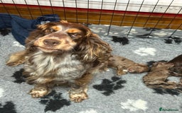 Cockapoo dogs for sale: Choc Merle F1 Cockapoo are back  - Image 2