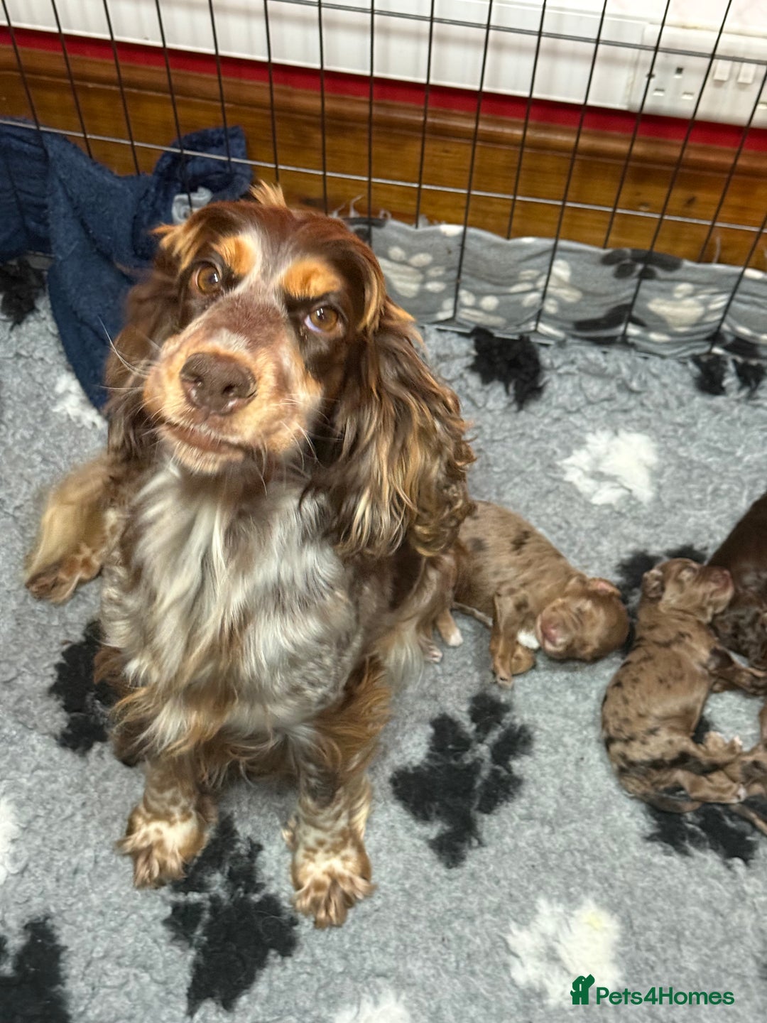 Cockapoo dogs for sale: Choc Merle F1 Cockapoo are back  - Image 2