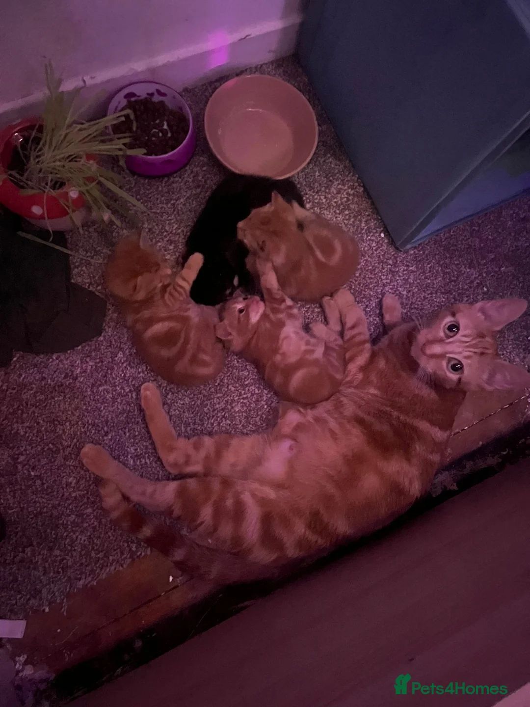Mixed Breed cats for sale: 4 mixed kittens for sale  in Farnborough - Advert 2