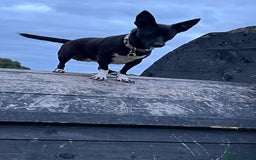 Mixed Breed dogs for sale: Chihuahua x Jack Russell Bitch - Image 10