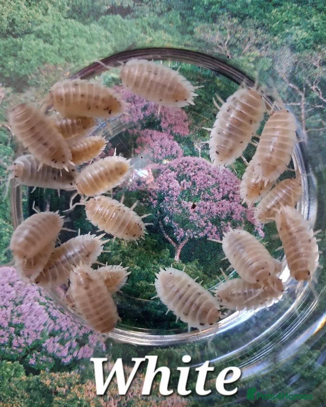 Isopods invertebrates for sale: Swift Woodlice, Porcellio laevis Isopods for sale  - Advert 2