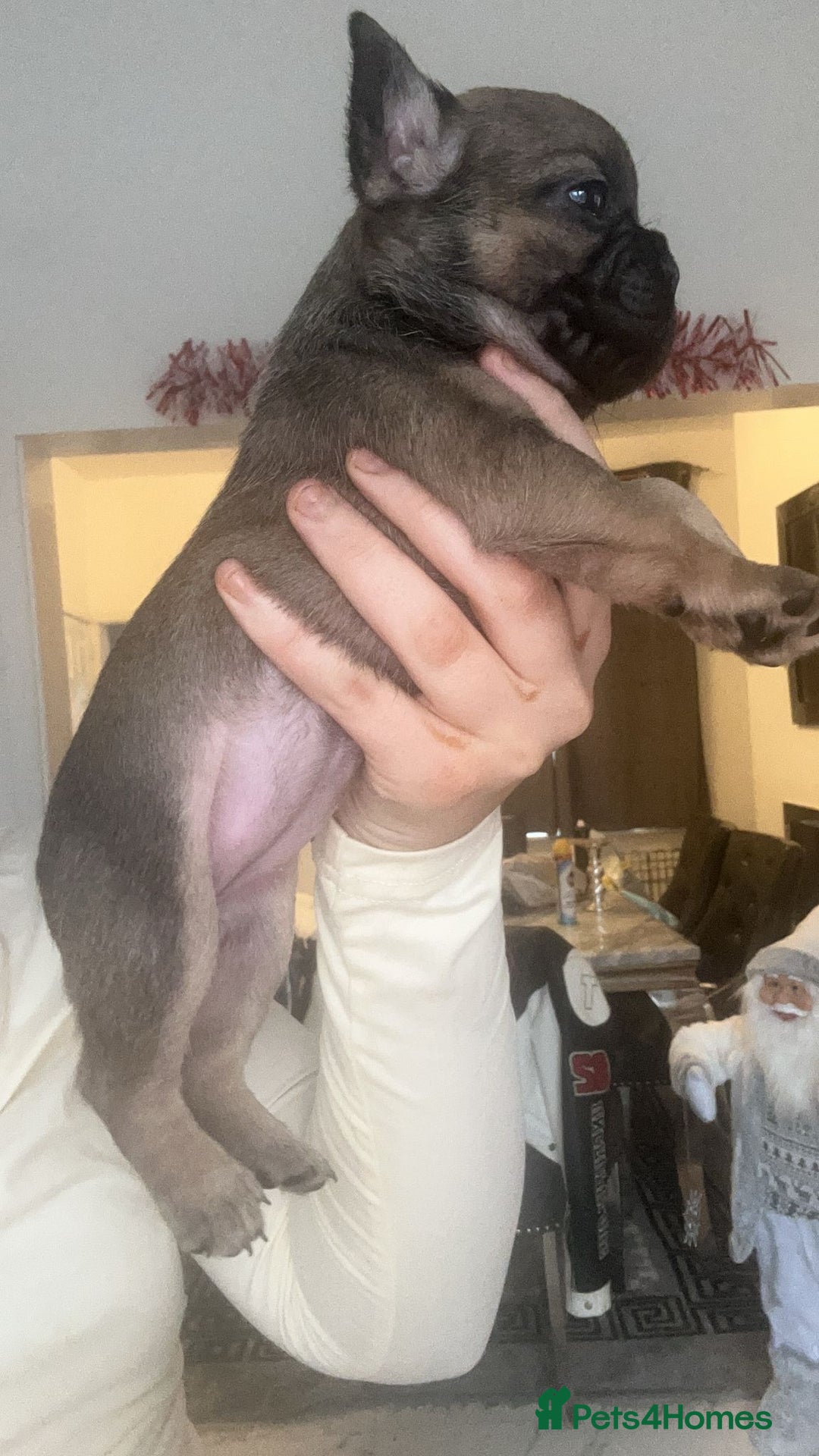 French Bulldog dogs for sale: Gorgeous French bull dog puppies for sale  - Image 5