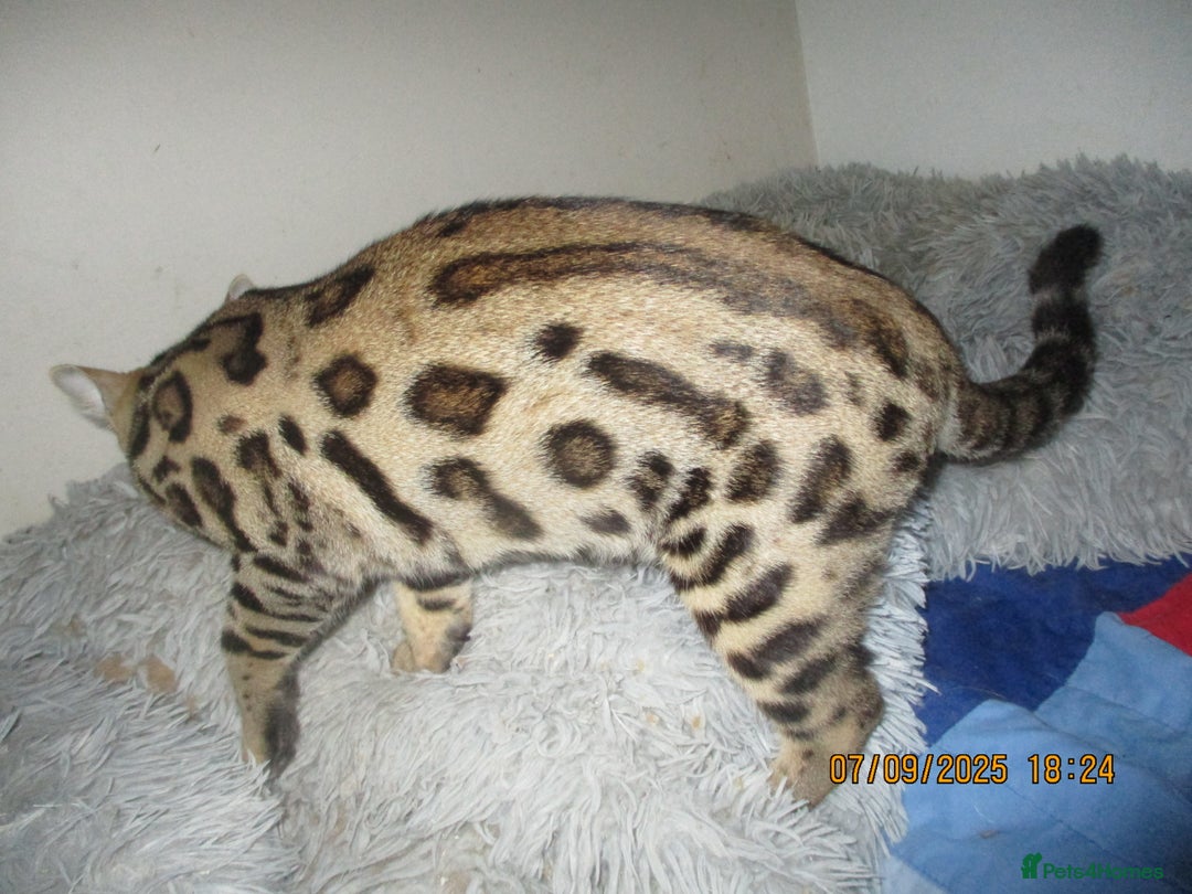 Bengal cats for sale: pedigree male bengals - Image 2