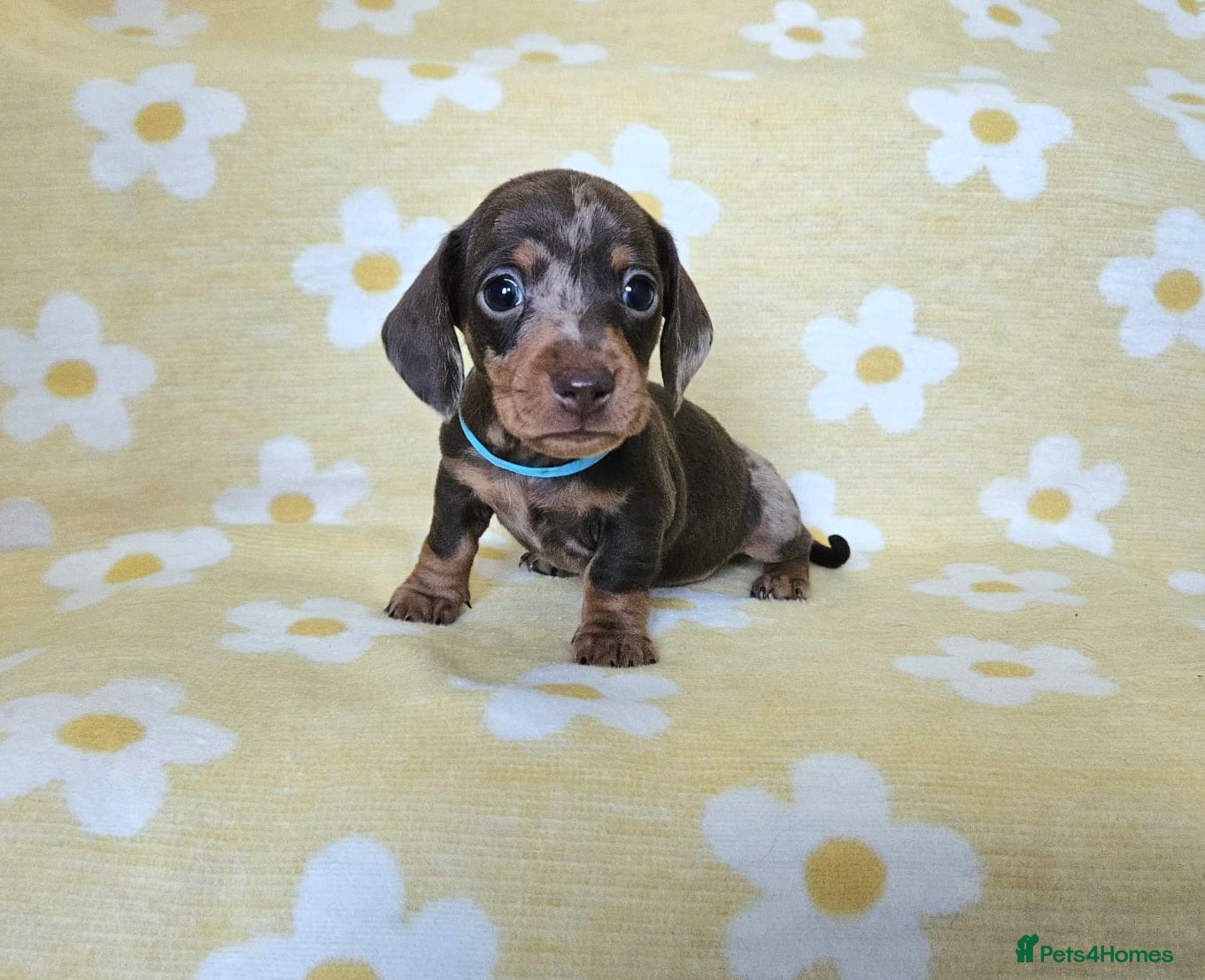Miniature Dachshund dogs Smooth coat mini dachshunds  - Advert 10
