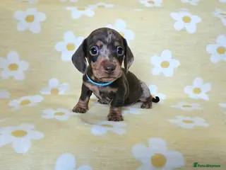 Miniature Dachshund dogs Smooth coat mini dachshunds - Advert 10