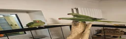Parakeets birds for sale: Alexandrine parakeet in Derby - Advert 10