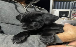 Mixed Breed dogs for sale: Rottweiler/vizsla - Image 20