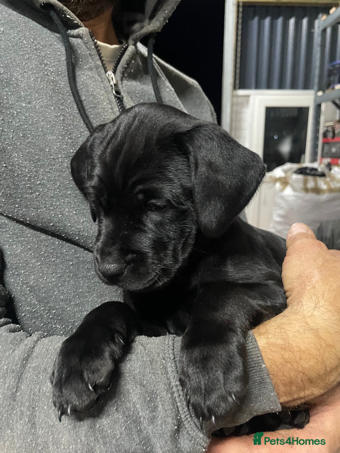 Mixed Breed dogs for sale: Rottweiler/vizsla - Image 20