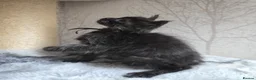 Maine Coon cats for sale: READY NOW Black Smoke Maine Coon Kitten - Advert 26