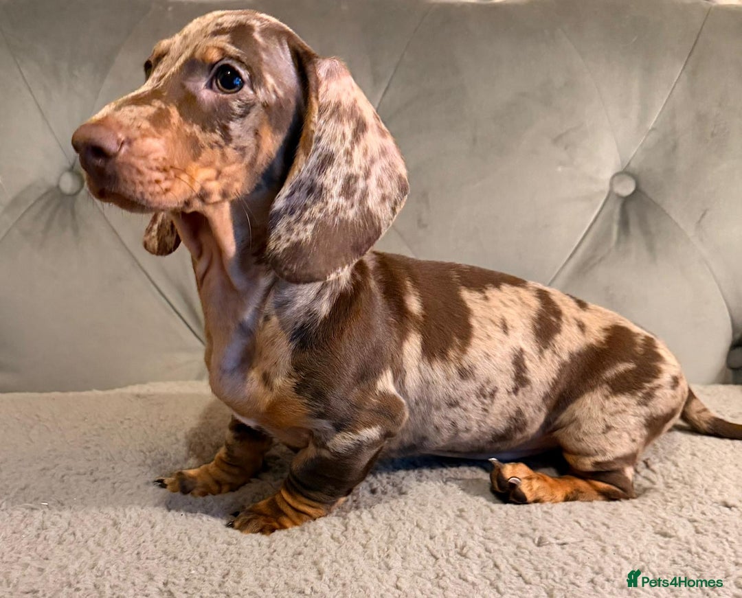 Dachshund dogs for sale: Standard dachshund puppies - Advert 7