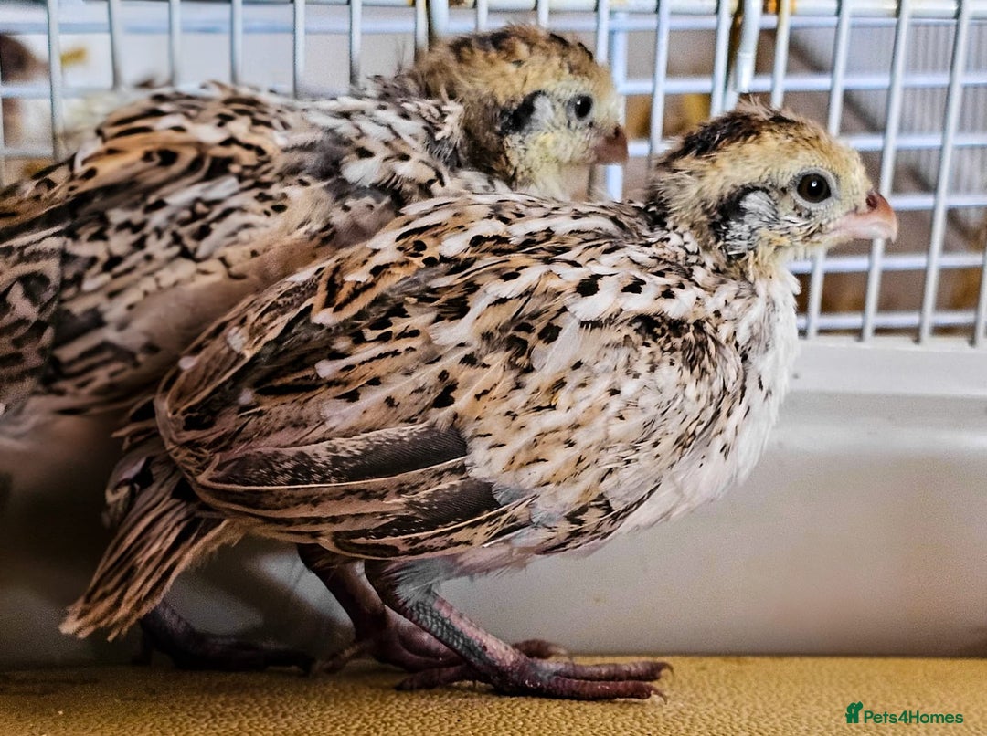 Quail poultry for sale: Mexican Speckled Bobwhite Quail Chicks - Image 4