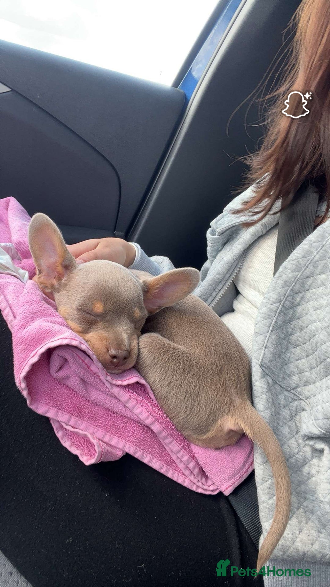 Mixed Breed dogs for sale: Our Beautiful Puppy Hudson - Image 6