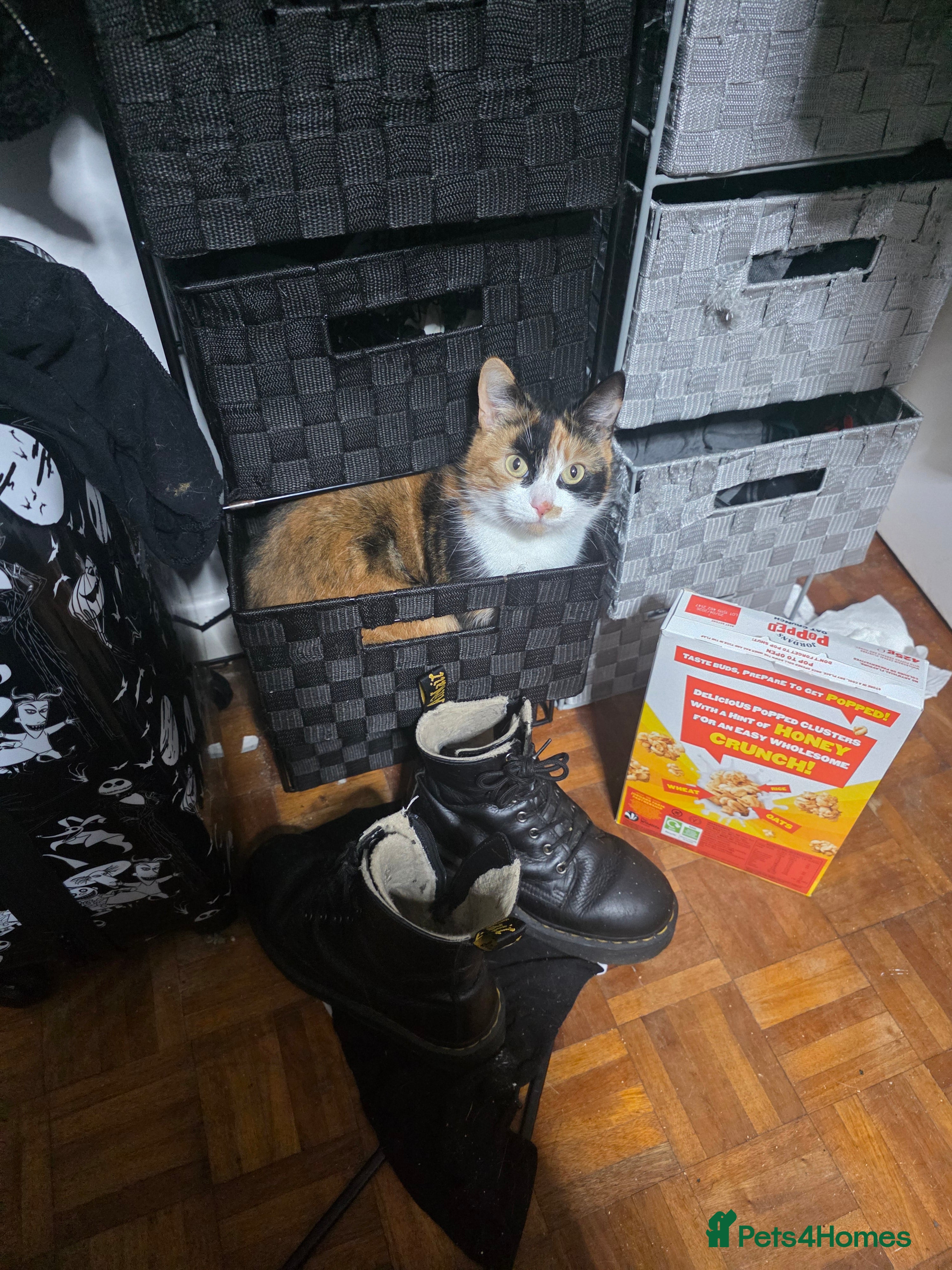 Mixed Breed cats Hi I have 2 female cat looking for home  - Advert 2