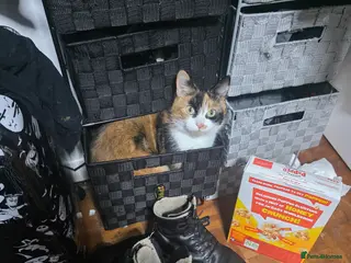 Mixed Breed cats Hi I have 2 female cat looking for home - Advert 2