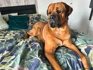 Rottweiler dogs St Weiler for stud - Advert 8