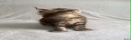 Maine Coon cats for sale: TICA Registered XXL Maine Coon– Black Silver Tabby - Advert 16