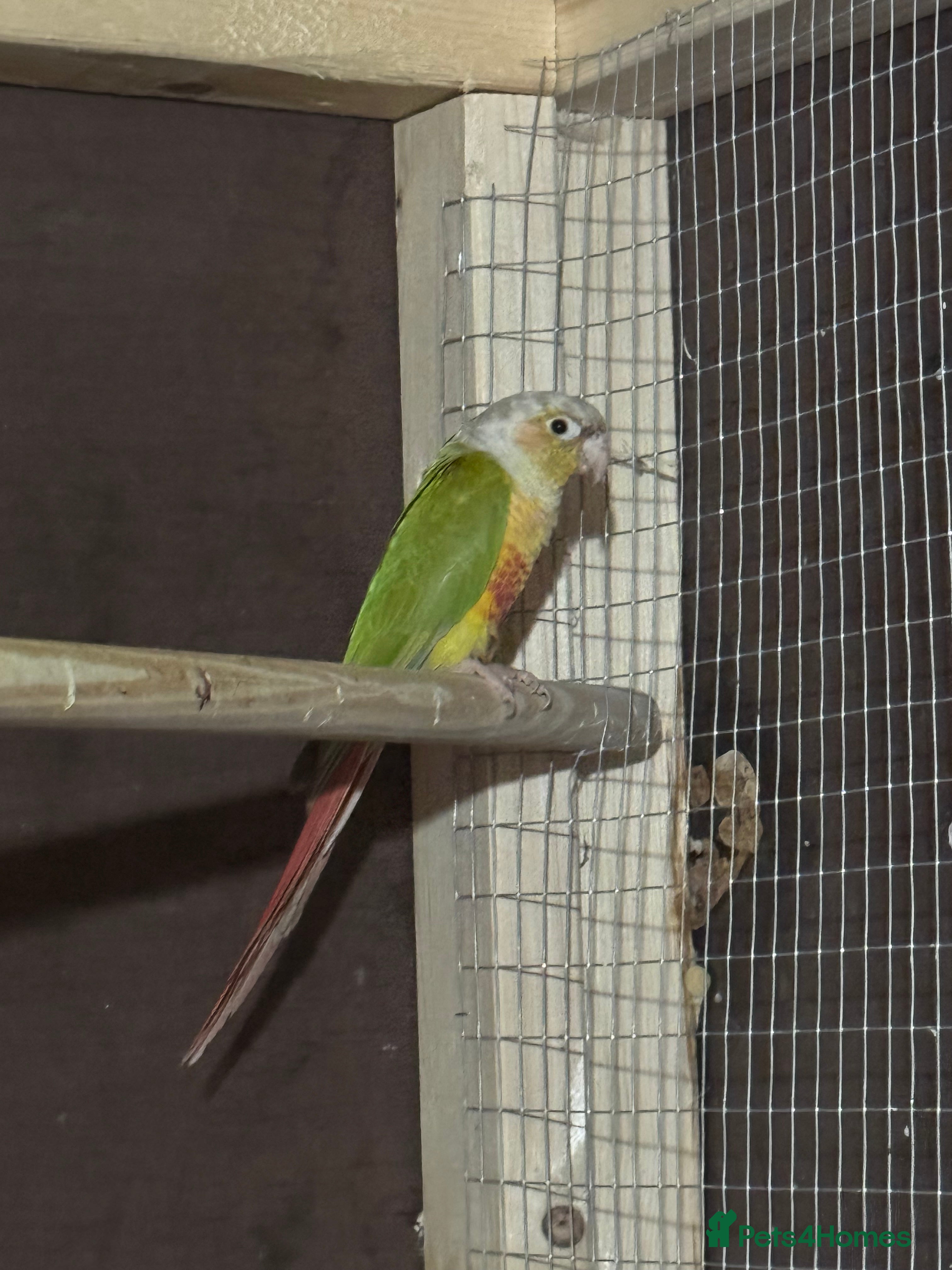 Parakeets birds Conures AVIARY BIRDS  - Advert 6