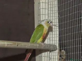 Parakeets birds Conures AVIARY BIRDS - Advert 6