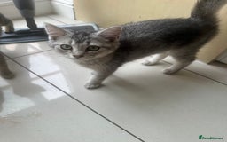 British Shorthair cats for sale: half British shorthair half tabby kittens  in London - Image 5