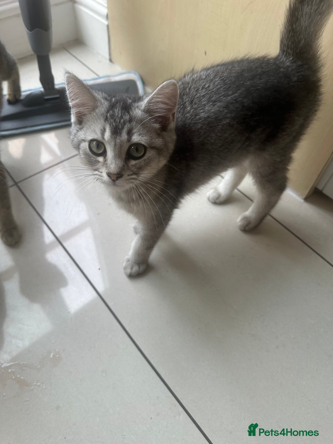 British Shorthair cats for sale: half British shorthair half tabby kittens  in London - Image 5