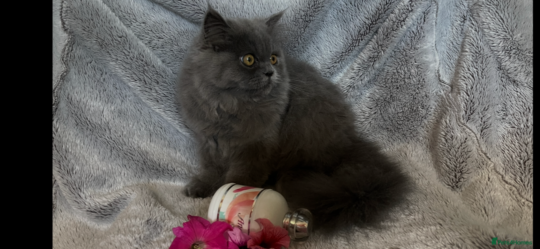 Persian cats for sale: Gentle natured blue Persian kitten (f) - Image 7