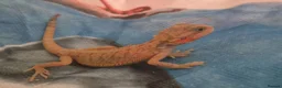 Bearded Dragon reptiles for sale: Healthy well started Baby Bearded Dragons  - Advert 4