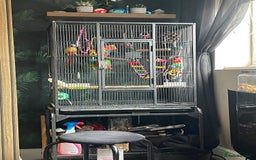 Conures birds for sale: Green cheeked conure - Image 3